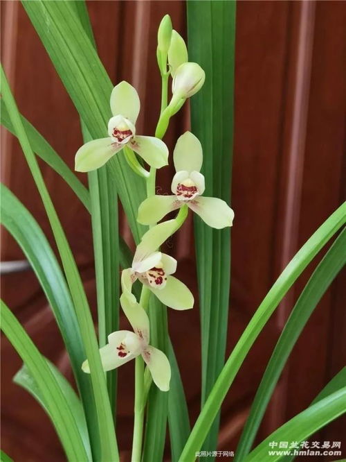 防治作物真菌病害 如何正确为谷类作物选择杀菌剂