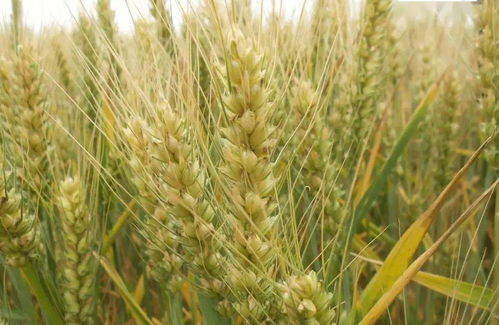 麦黄梅熟仲夏至 北京人的芒种养生攻略