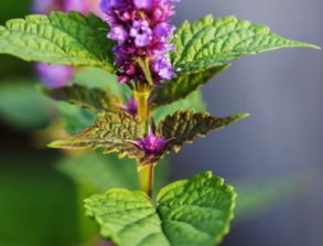 常识积累 这些是我国的基础农作物——谷类作物