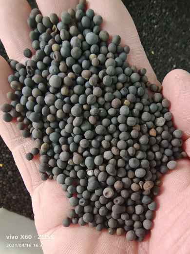 绿肥毛苕子种子价格及其在谷类作物中的应用