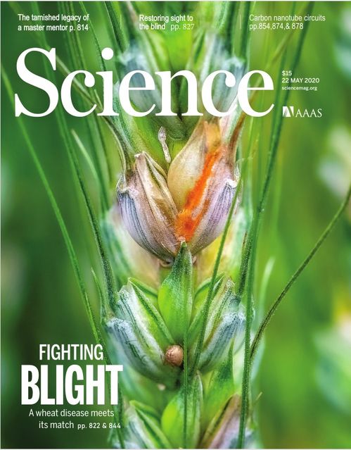 从攻克小麦赤霉病看加快现代种业发展，山东版“隆平高科”令人期待