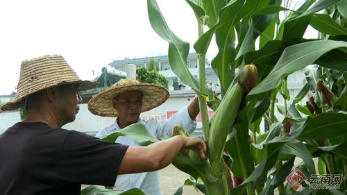 云南保山昌宁 秋粮田间管护忙，科技护航助丰收