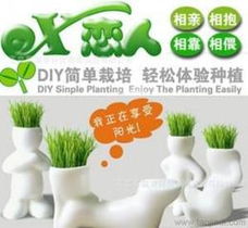 长草娃娃植物供应与批发指南 价格、采购渠道及谷类作物应用