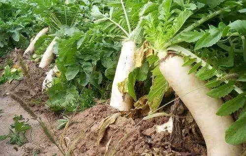 轮作中的秘密 让土地优质高产谷类作物的关键